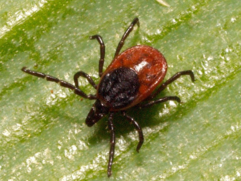 A sheep tick