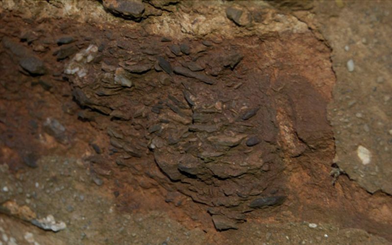 Luccombe Breccia. A classic Triassic breccia comprising sharp angular fragments of Devonian mud- and sand-stone weathered off bare local hills by thermal action. The red colouration is iron oxide. The fragments are cemented together by a mixture of iron oxide and silica.