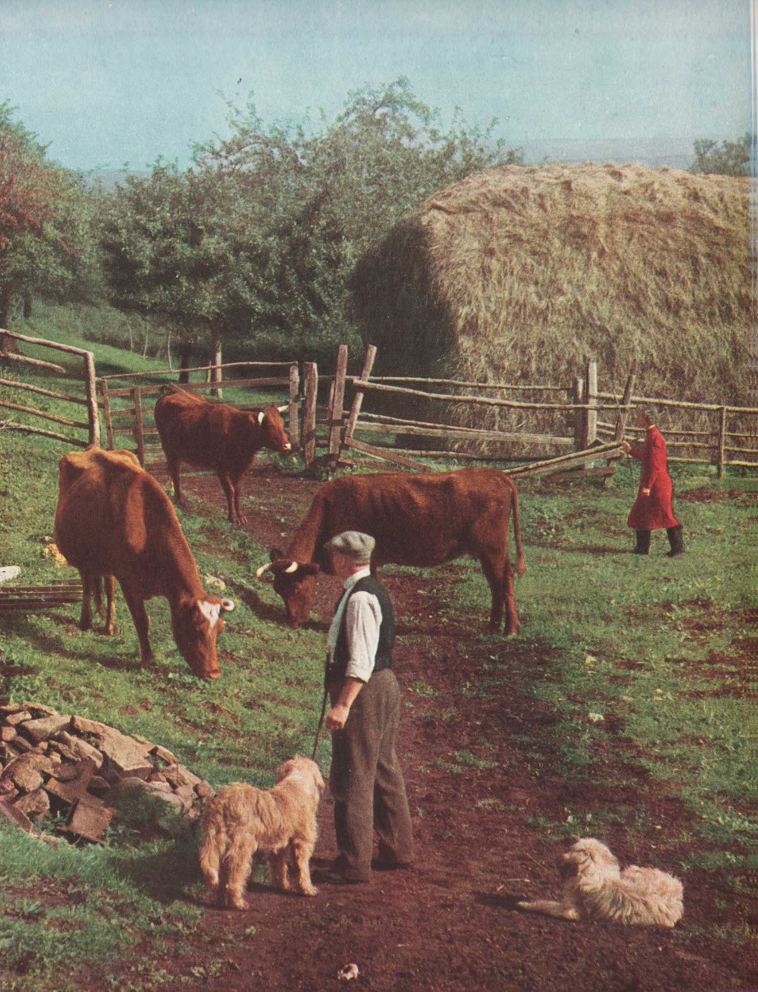 Mr and Mrs Strong at Luccombe Mill, with cows