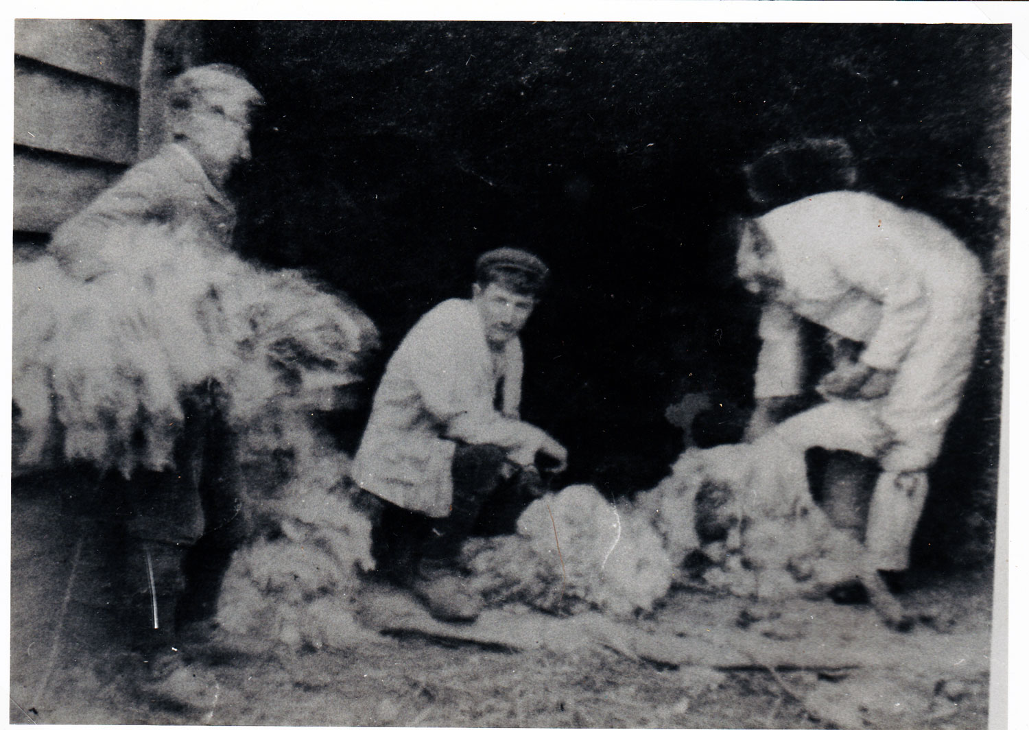 Shearing at Holt Ball, Harry (? Henry) Crick with 2 labourers