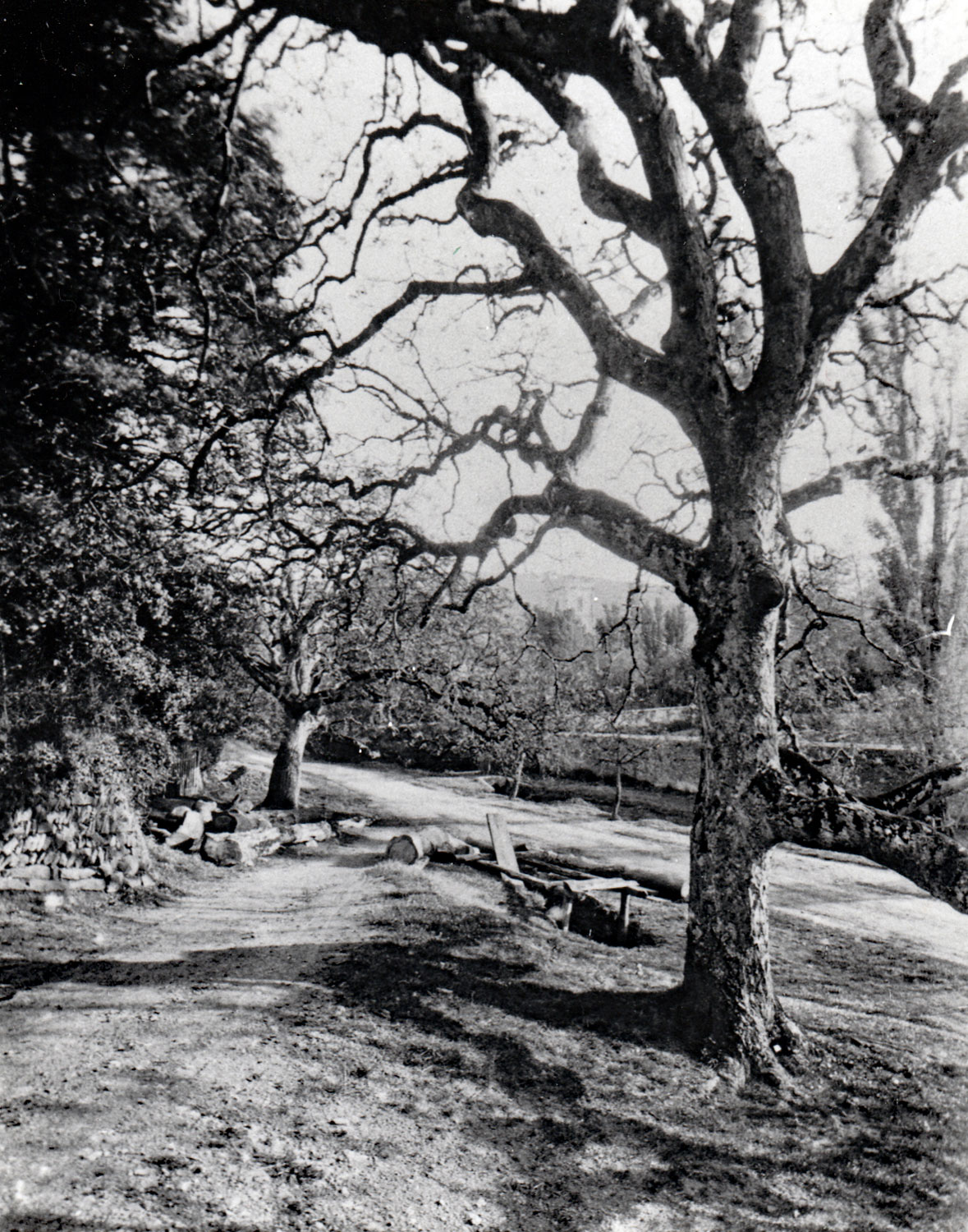 The Luccombe sawpit